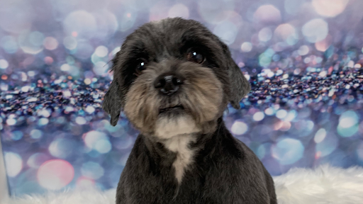 Precious Poochies Pet Spa & Boutique