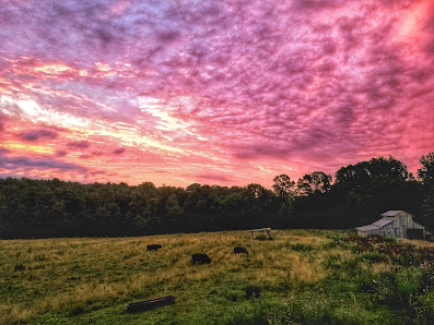 Fleenors' Livestock - Prospect, Virginia