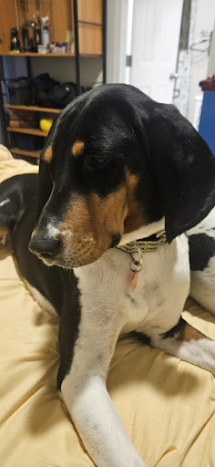 Simpson County Animal Shelter - Thumbnail