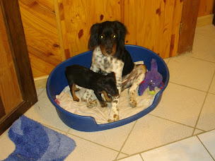 Photo n°17 de élevage de la vallée de l'Ource à Touillon (Éleveur de chiens)