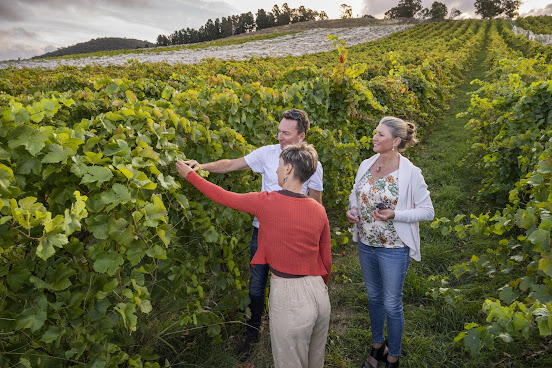 Mount Majura Vineyard by null