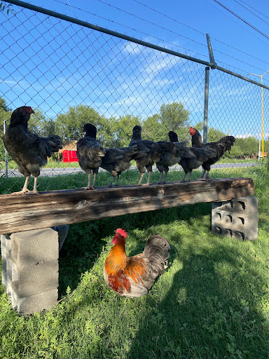 Happy Chickens 8 de Enero - Thumbnail