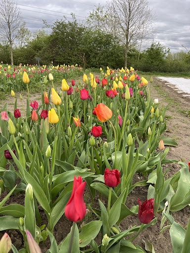 Blumen von Kathi - Thumbnail