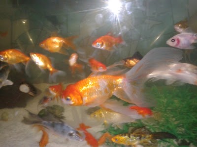 Photos of Cl&iacute;nica Veterinaria Y Acuario Irisol