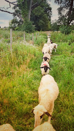 Photo n°3 de La Ferme du Bouchet Pin Franc à Saint-Laurent-d'Arce (Vignoble)