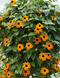 Photo n°15 de Parenthèse Chic Fleuriste Caudéran | Fleuriste Bordeaux à Bordeaux (Service de plantes d'intérieur)