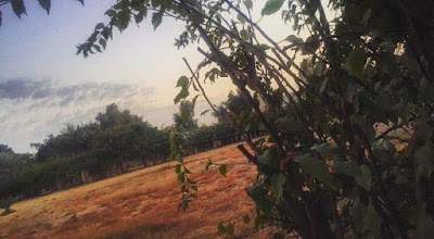 Photos of Al waffa