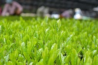 茶に心をのせて 豊好園