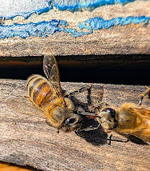 Miellerie à tire d'aile à Champis