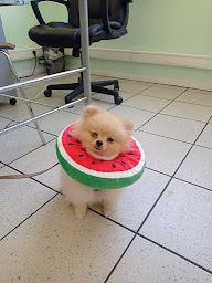 Photo n°8 de cabinet vétérinaire de l'Agora Bergelin Renaud/Feigs Christiane à Agde (Vétérinaire)