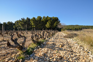 Photo n°18 de Domaine Chaume Arnaud à Vinsobres (Fabricant d'huile d'olive)