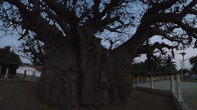 Photos of Baobab Tree Pallimunai