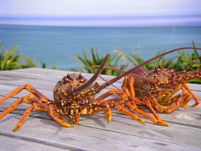 Photos of Kaikoura Fishing Tours
