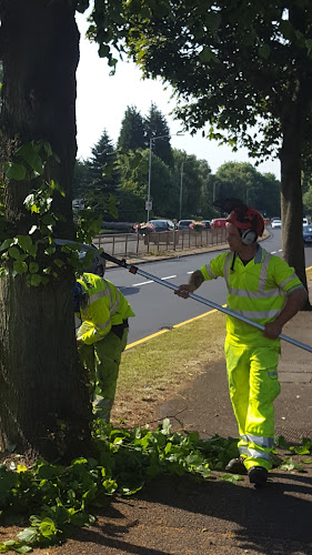 Tree Surgeon Worcester