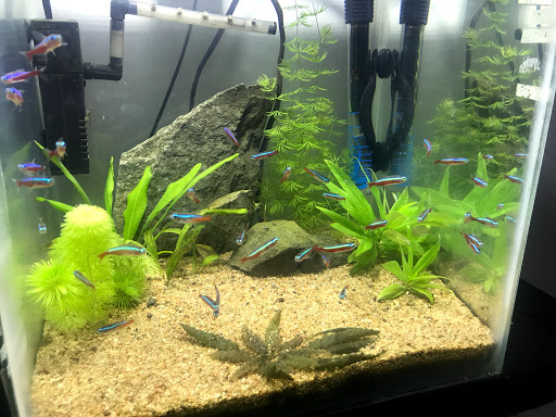 AquaPets - Visual