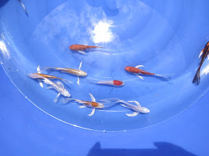 Photo n°9 de LES BASSINS D EN JOURDOU à Cadours (Fournisseur de poissons en bassin)