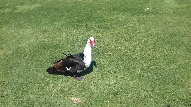 Pestana Golfe Resort