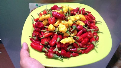 Photos of Hydroponic Gardens Graha Indah Farm