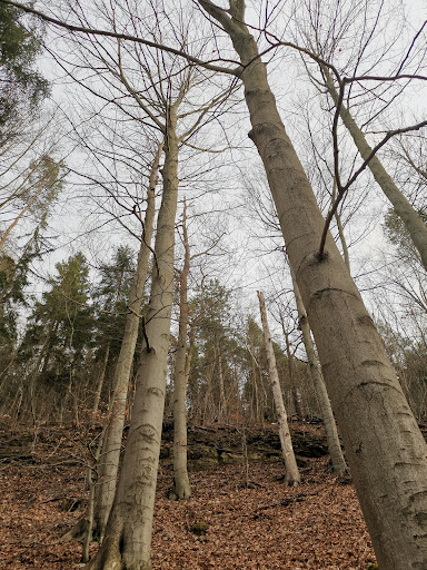 Naturlehrpfad Buchberg "die Rotbuche" - Thumbnail