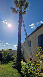 Photo n°36 de Élagueur 34 à Montpellier (Service d'élagage)