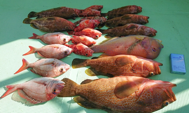 熊本遊漁船 さくら丸