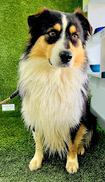 Photo n°6 de Victuaille Animal à Dreuilhe (Magasin d'alimentation animale)