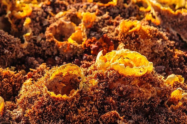 Dallol