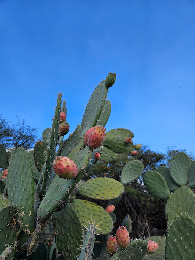Pirámide de El Pueblito Gallery - Mexico