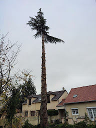 Photo n°5 de Paul Sauser élagueur paysagiste à Romainville (Paysagiste)