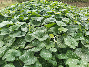 Photo n°3 de Ferme de Kerbreizhil à Pédernec (Ferme)