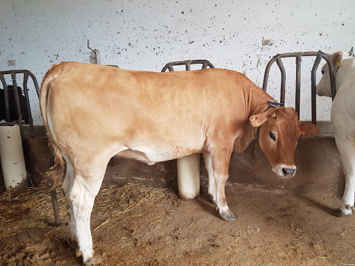Macelleria Siani - Thumbnail