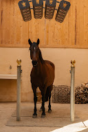 Écurie Dressage Mas Belvega à La Baume-de-Transit