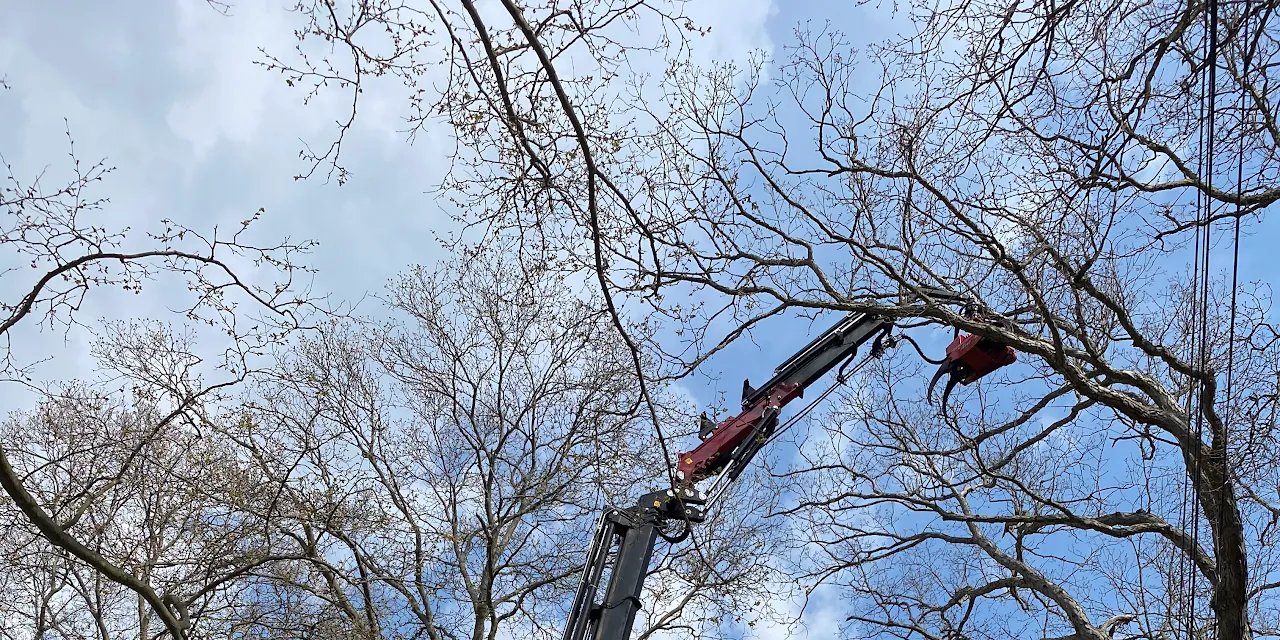 Ramalho Tree Service