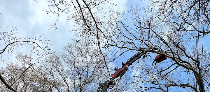 Ramalho Tree Service