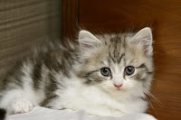 スターリバー犬舎