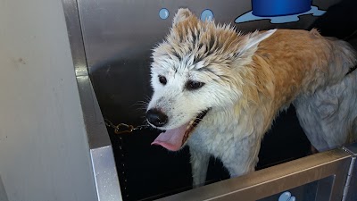 Photos of Au K-Bo Chic - Dog Wash - Toilettage