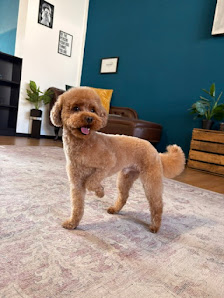 Bild: Artgerecht-dogspa Vom Inhaber