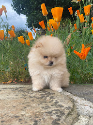 Photo n°30 de Élevage Les petits chiens malins : Chiots de petites races Bichons , Spitz nain pomeranian, Morkie, Yorkshire, Pomchi à La Terrasse-sur-Dorlay (Éleveur de chiens)