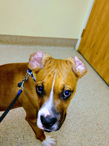 Guadalupe Veterinary Clinic - Thumbnail