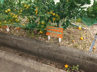 Photos of Road Station Park Shichirimihama