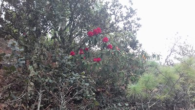 Photos of Royal Botanical Garden