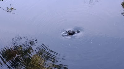 Photos of Eungella National Park