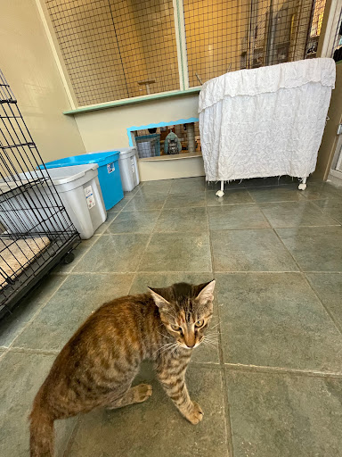 SpayMart Thrift Store and Adoption Center Gallery - United States