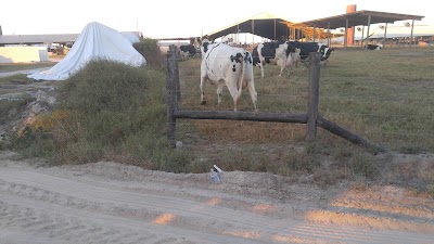 Photos of North Florida Holsteins