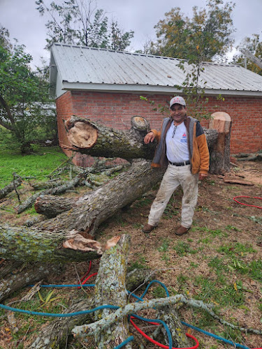 Jesus Painting & Tree Trimming