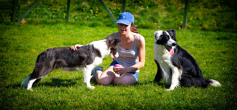 Broomhill Farm Luxury Dog Hotel 5 Star Rated