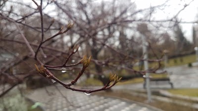 Photos of Koodak Park