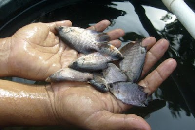 Photos of MG Fish Sukabumi