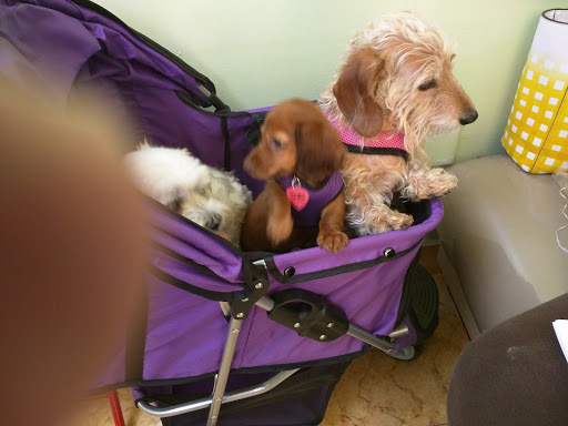 Paws 2 Help - Thumbnail