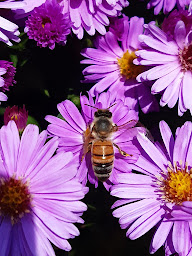 Photo n°3 de l'Abeille des Chambarans à Saint-Pierre-de-Bressieux (Miellerie)